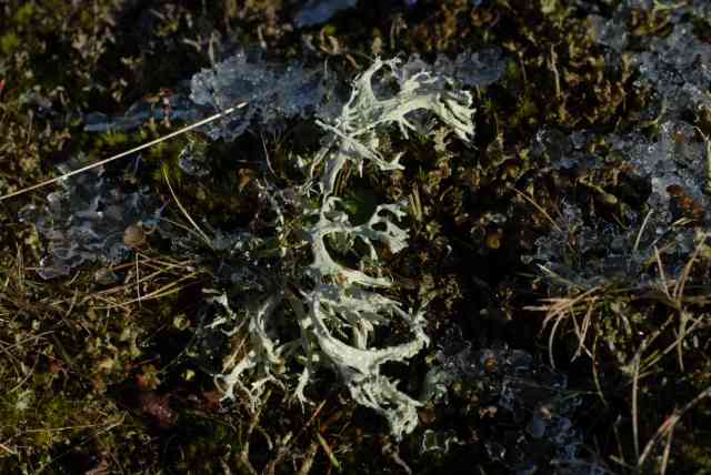 Evernia prunastri, een veel op bomen voorkomende soort, soms in de duinen op de grond groeiend.